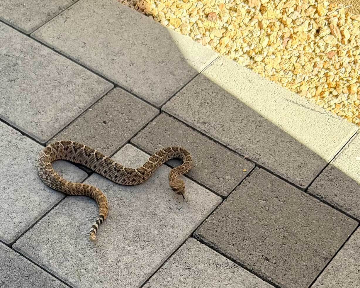 This tiny little Western Diamondback was found by homeowners