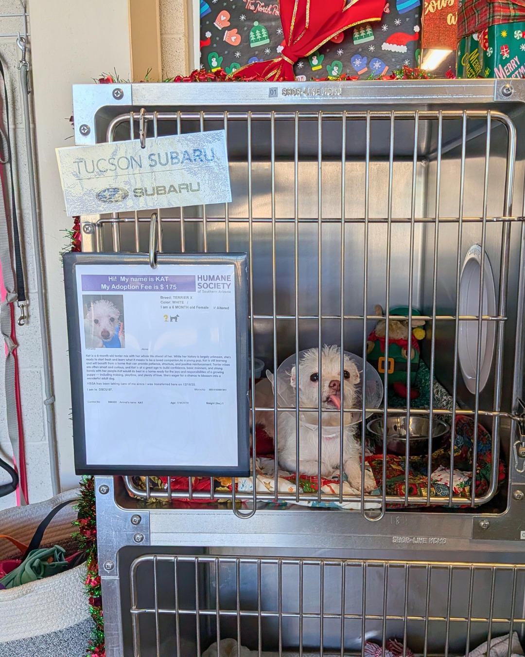 The Humane - Great news! 83 pets went home during Home for the ...