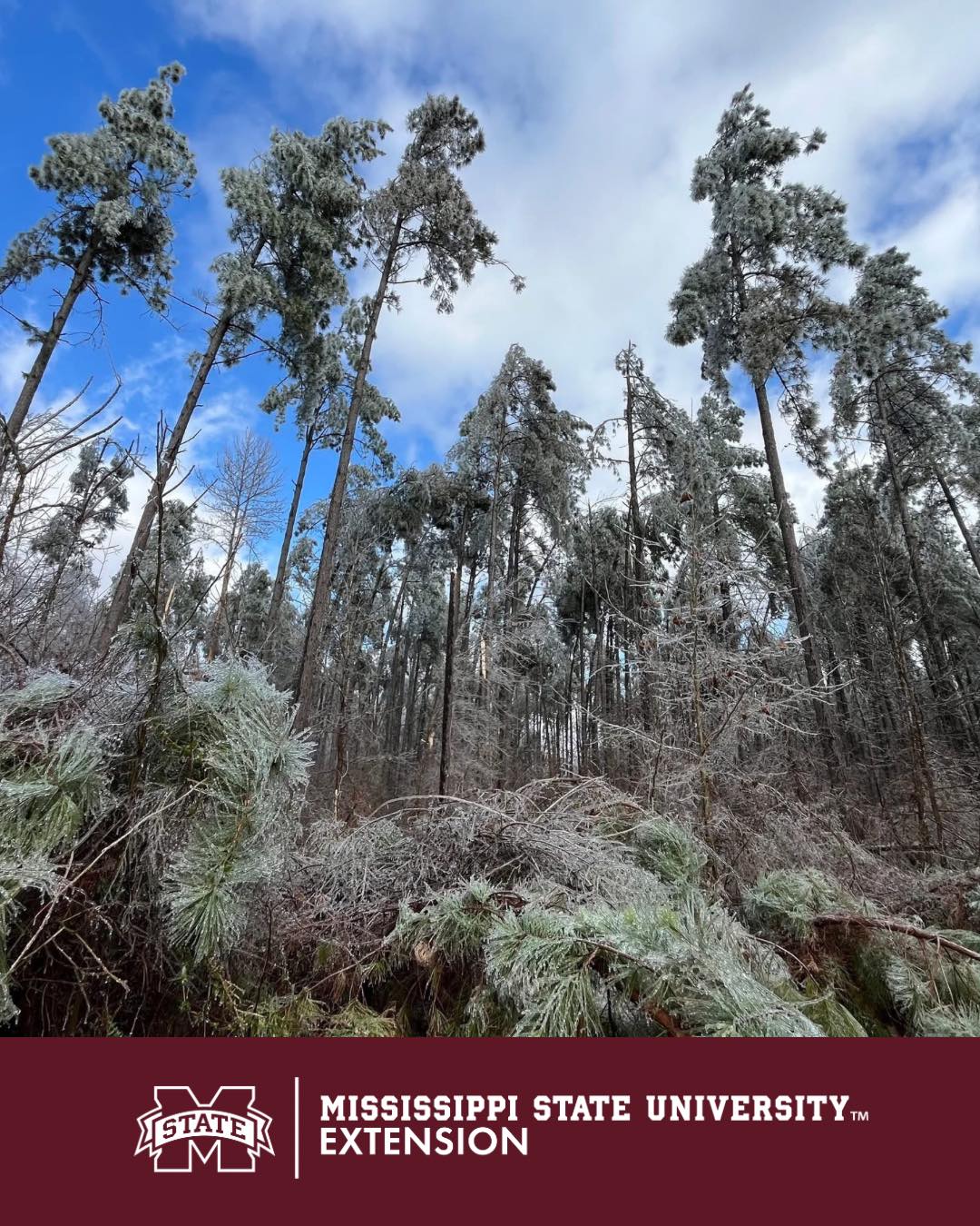 Mississippi State University Extension Service | Starkville MS