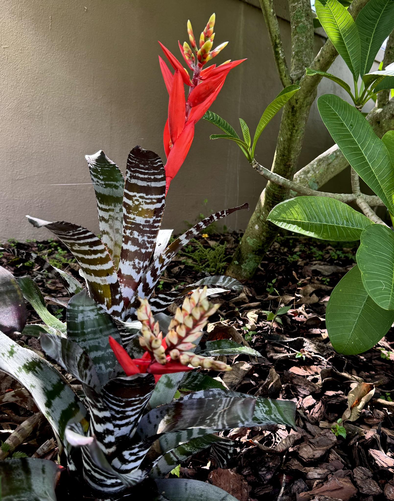 Aechmea chantinii 'Black Skotak'