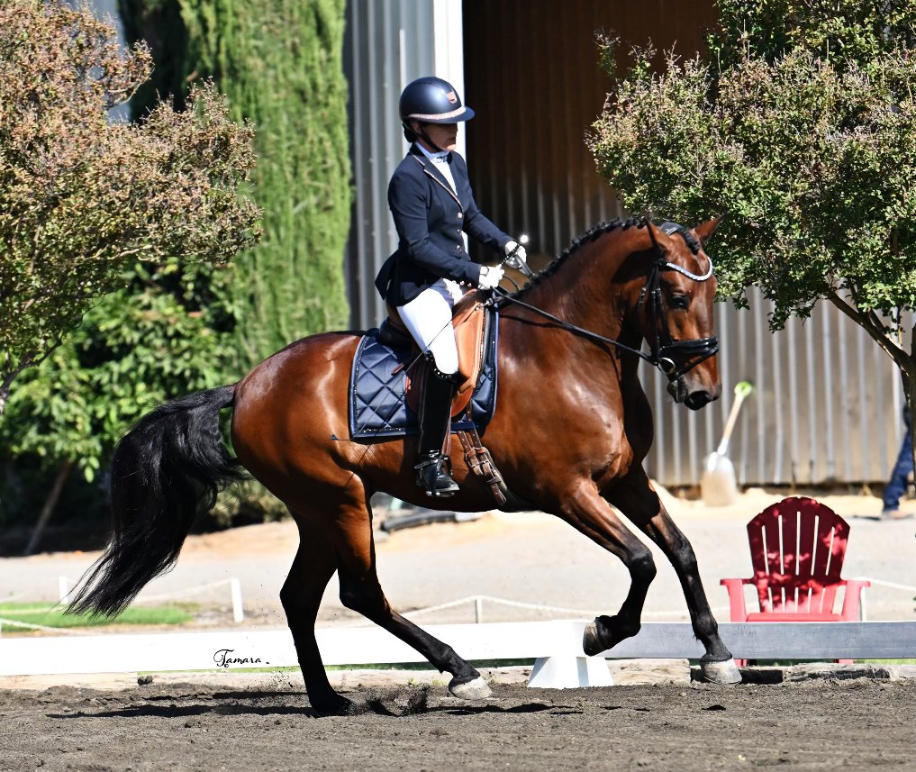 USPRE - 𝟐𝟎𝟐𝟓 𝐔𝐒𝐃𝐅 𝐀𝐋𝐋 𝐁𝐑𝐄𝐄𝐃𝐒 𝐀𝐖𝐀𝐑𝐃 𝐖𝐈𝐍𝐍𝐄𝐑𝐒 🇺🇸🐴🏆USPRE is... | Facebook