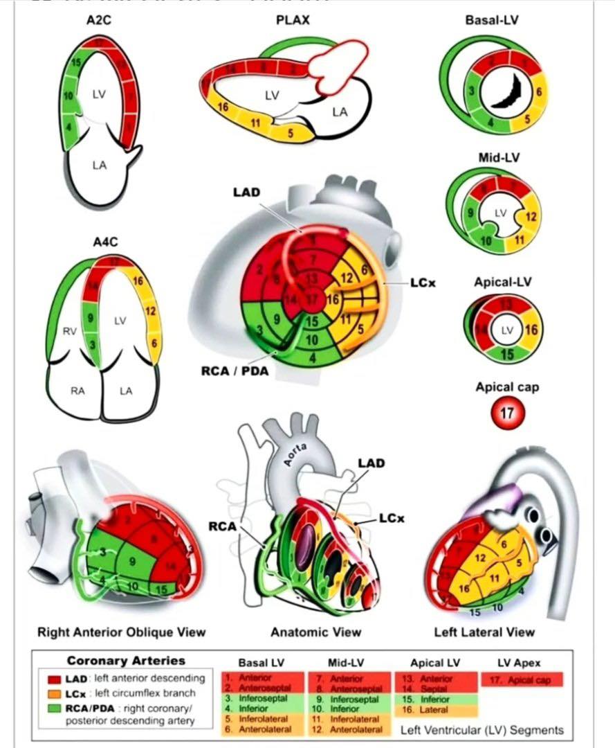 Cardiophilia - A detailed diagram correlating the coronary artery ...