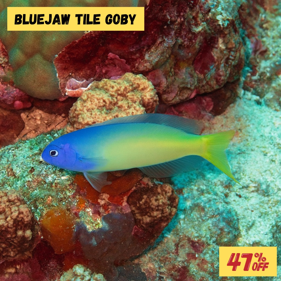 Reefs4Less.com - 💙 Add Some Blue to Your Reef! The Bluejaw... | Facebook