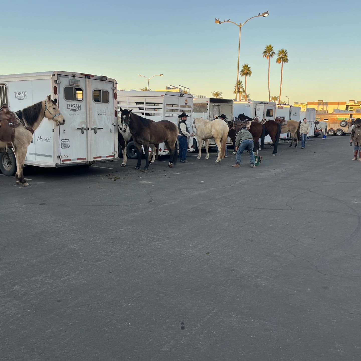 Arizona Equine Rescue Organization | Scottsdale AZ