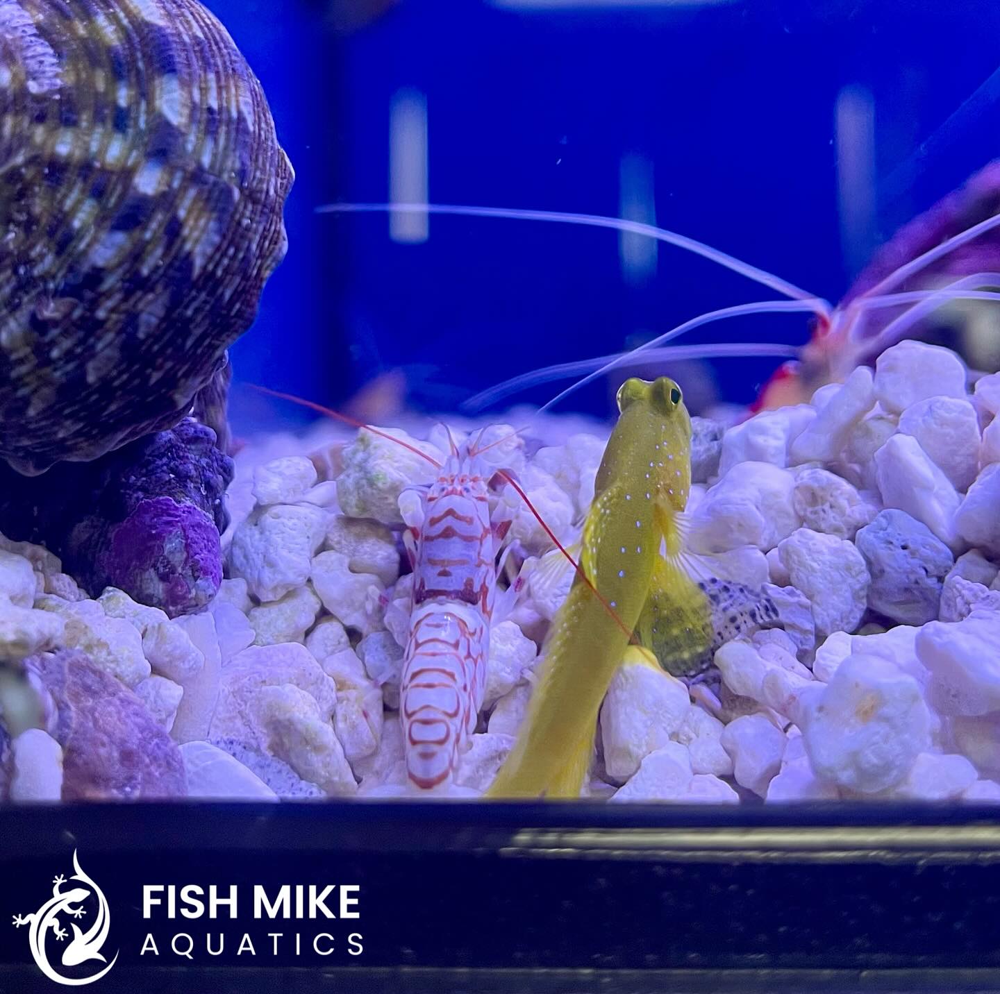 Dynamic duo! 🤝 This yellow watchman... - Fish Mike Aquatics | Facebook