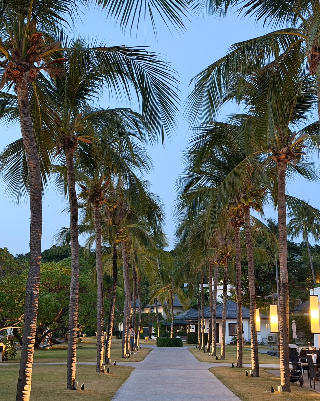 The Racha - An evening walk beneath the coconut trees at The Racha ...