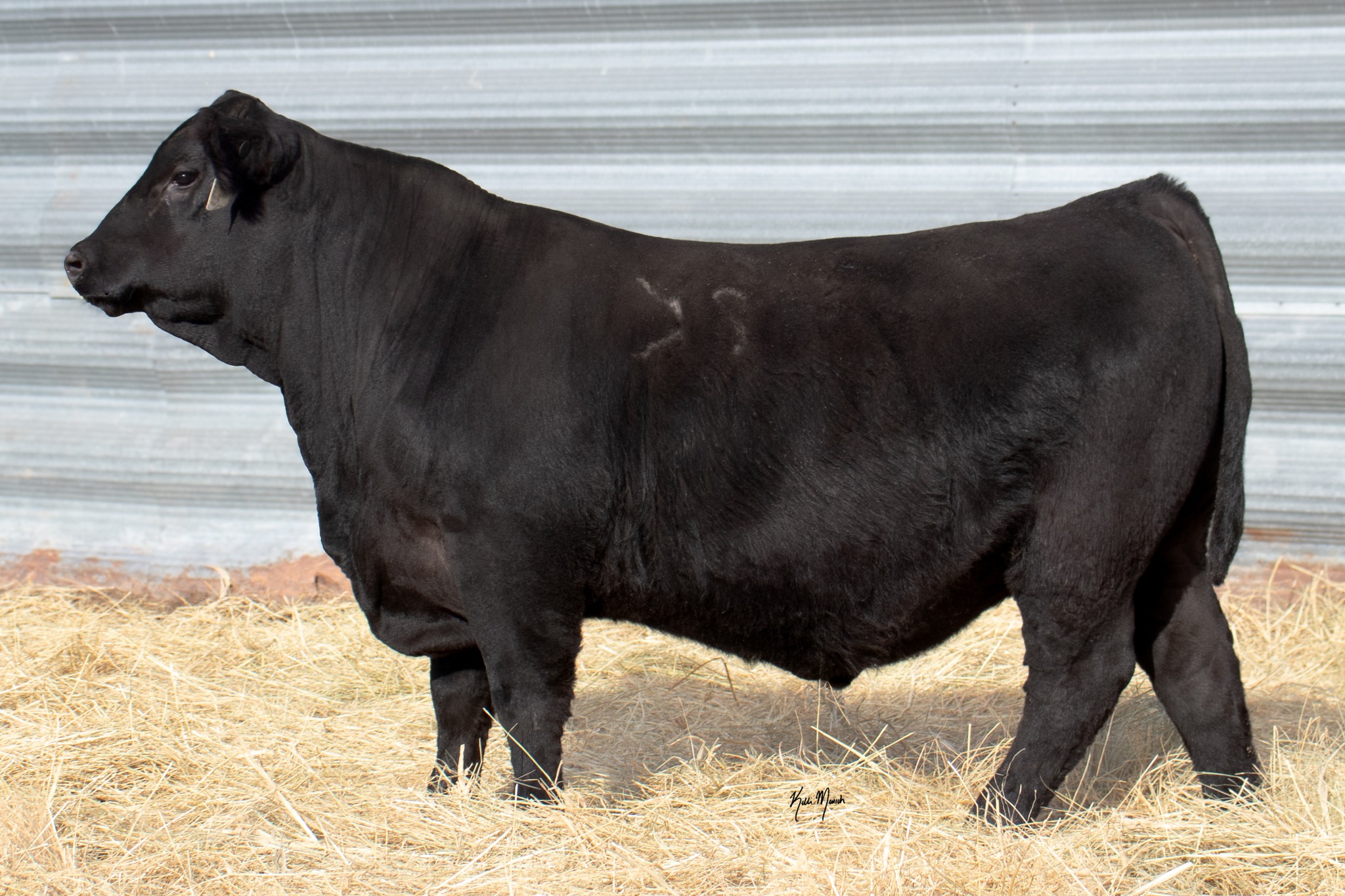 Bowlin - Need a heifer bull? Got one right here! Commerce X MVP ♦️Lot ...