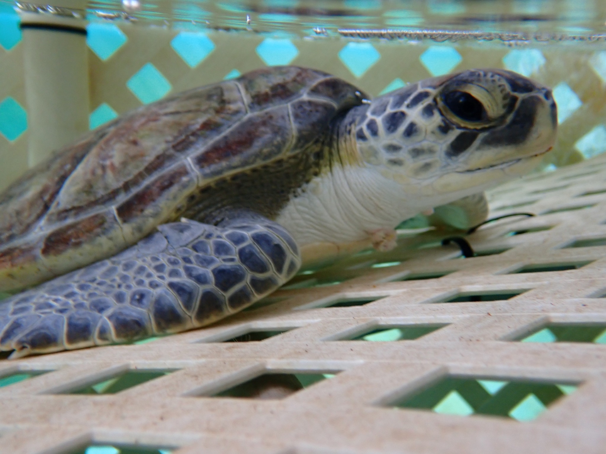 The Sea Turtle... - The Sea Turtle Hospital at UF Whitney Lab