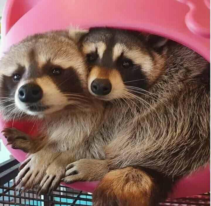 Raccoon Lovers | Is Jimothy Single | Facebook