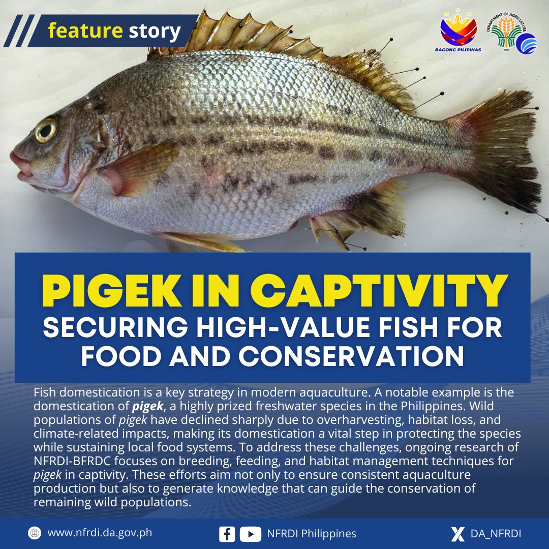 NFRDI - Brackishwater Fisheries Research and Development Center