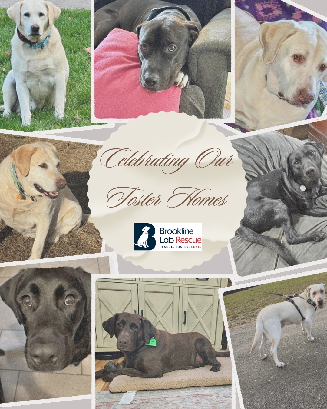 💛 Shout Out... - Brookline Labrador Retriever Rescue | Facebook