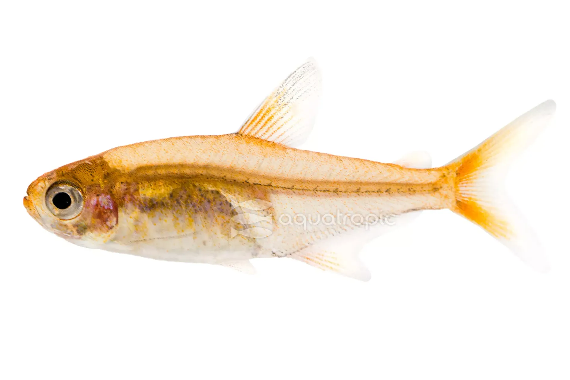 Aquatropic - The Ember Tetra is a small, brilliantly colored freshwater ...