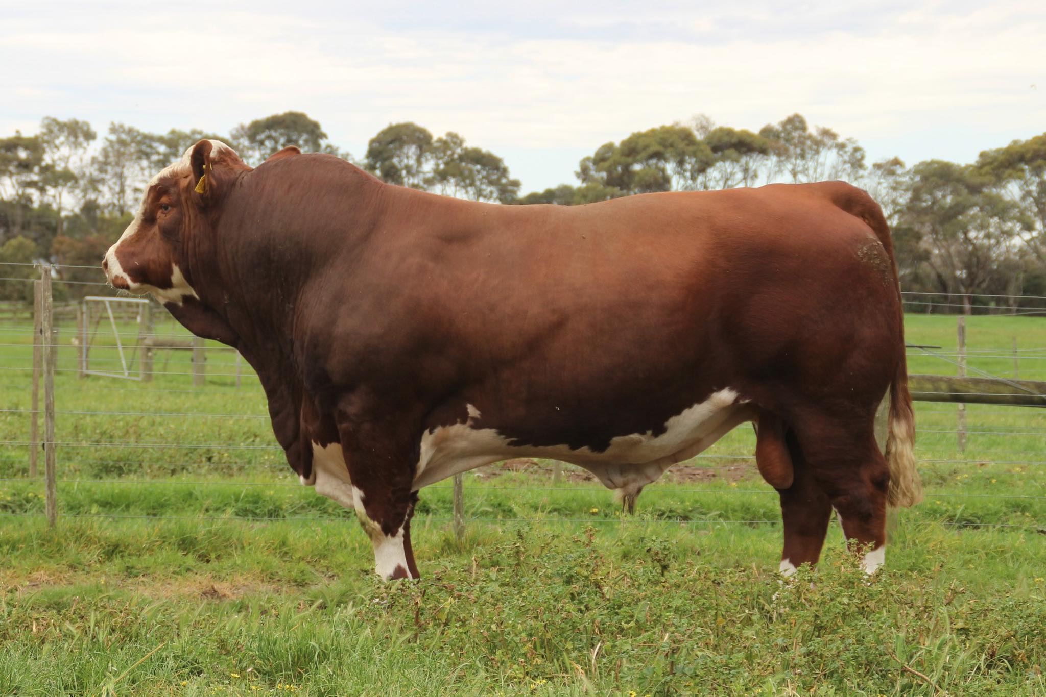 Trad... - Traditional Simmental Fleckvieh Society of Australia