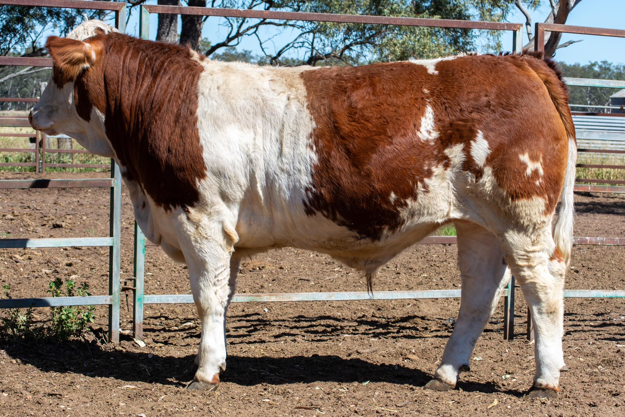 Traditional Simmental Fleckvieh Society of Australia - Madlen, DOB 29 ...