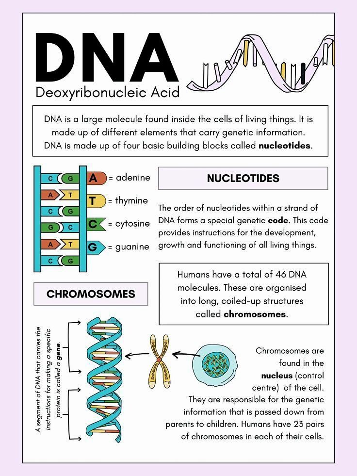 Biology - DNA (Deoxyribonucleic Acid) is the fundamental molecule ...