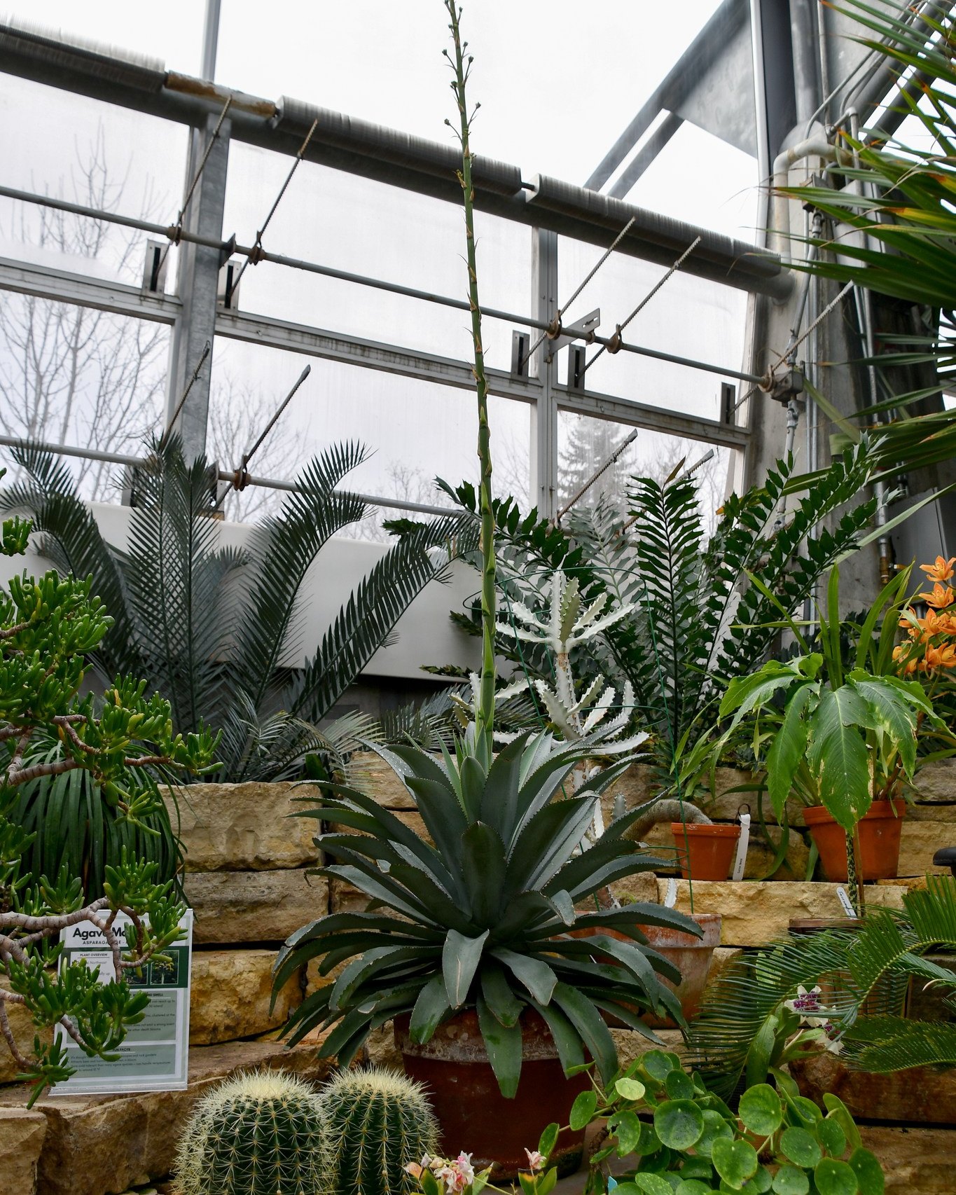 🚨 BIG Plant Alert 🚨 The Agave montana is growing fast in the