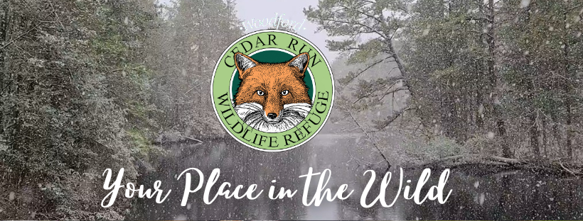 Woodford Cedar Run Wildlife Refuge | Medford NJ