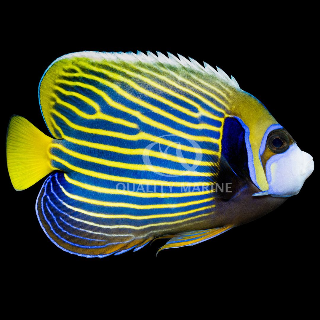 Quality - Paracentropyge multifasciatus aka The Banded Angelfish!📸 ...