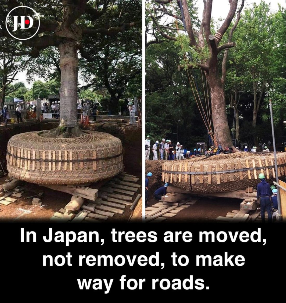 Japan - In Japan, when a centuries-old camphor tree or sacred ginkgo ...