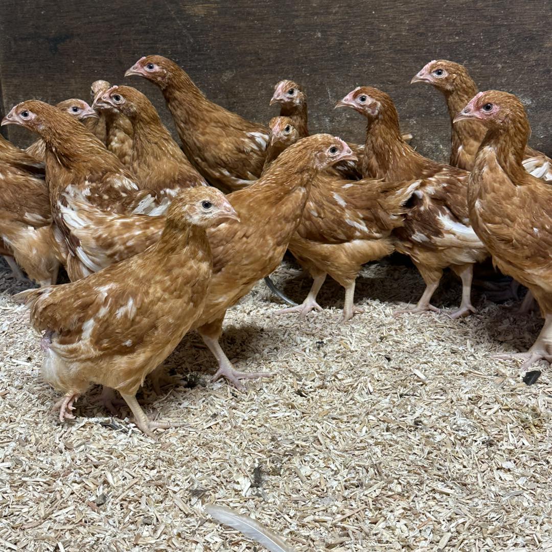 New - 🐔 Warren Brown Hens 8 weeks old 🐔 These Girls are at the perfect ...