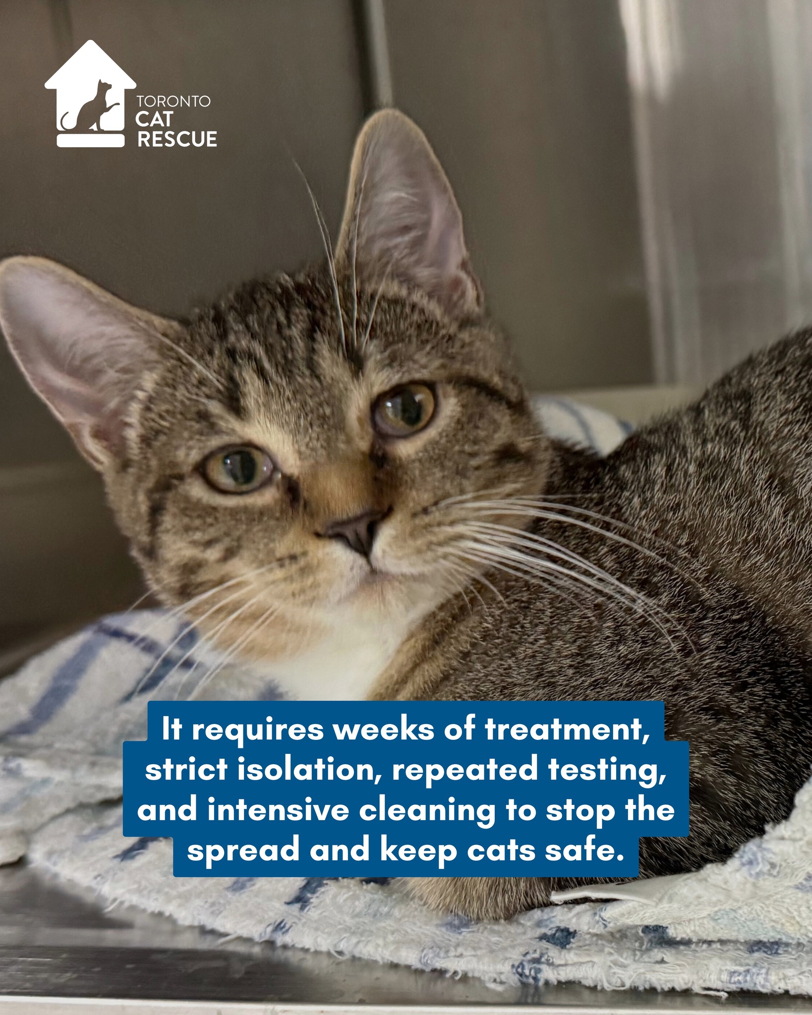 Toronto Cat Rescue added a new photo. - Toronto Cat Rescue