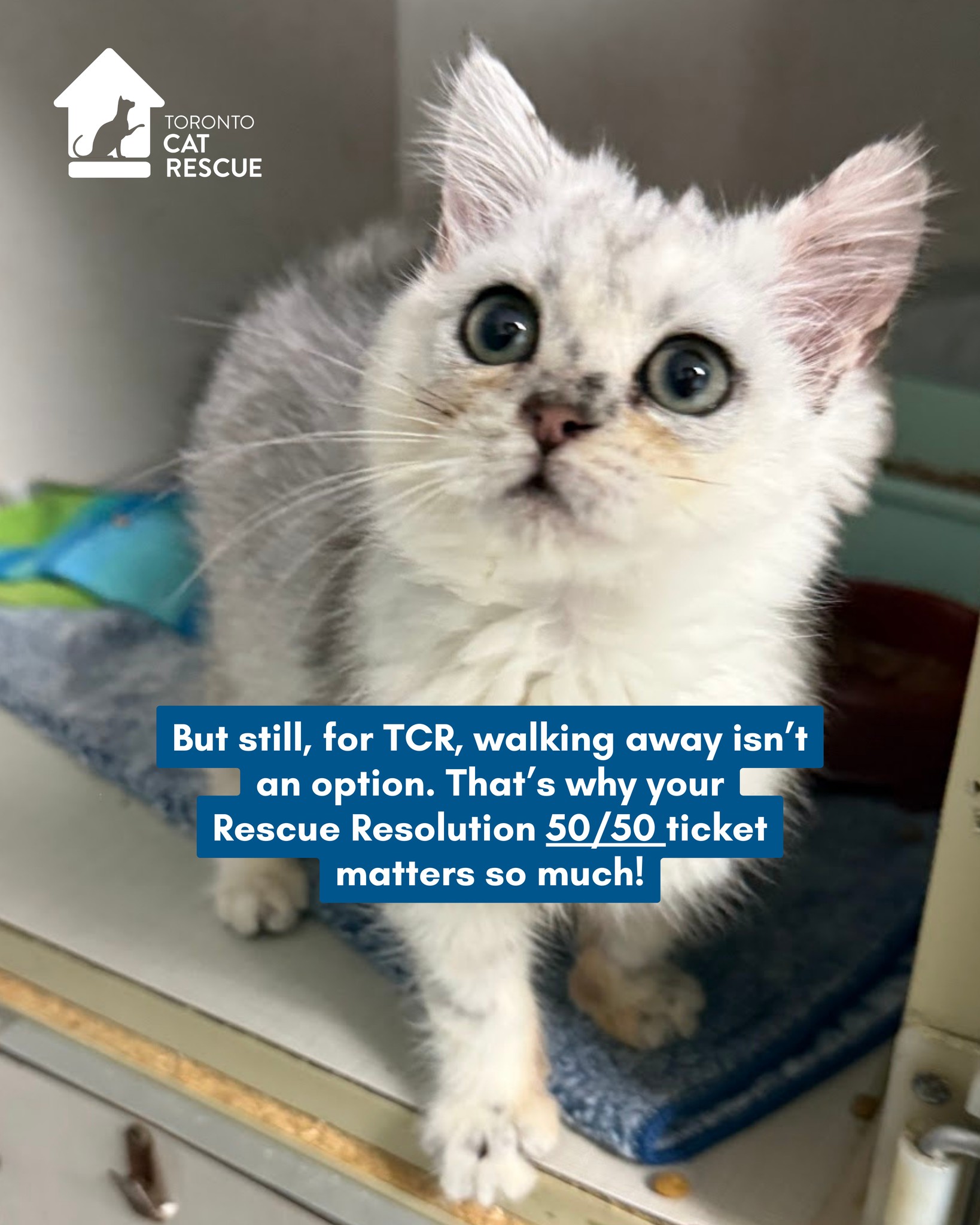 Toronto Cat Rescue added a new photo. - Toronto Cat Rescue