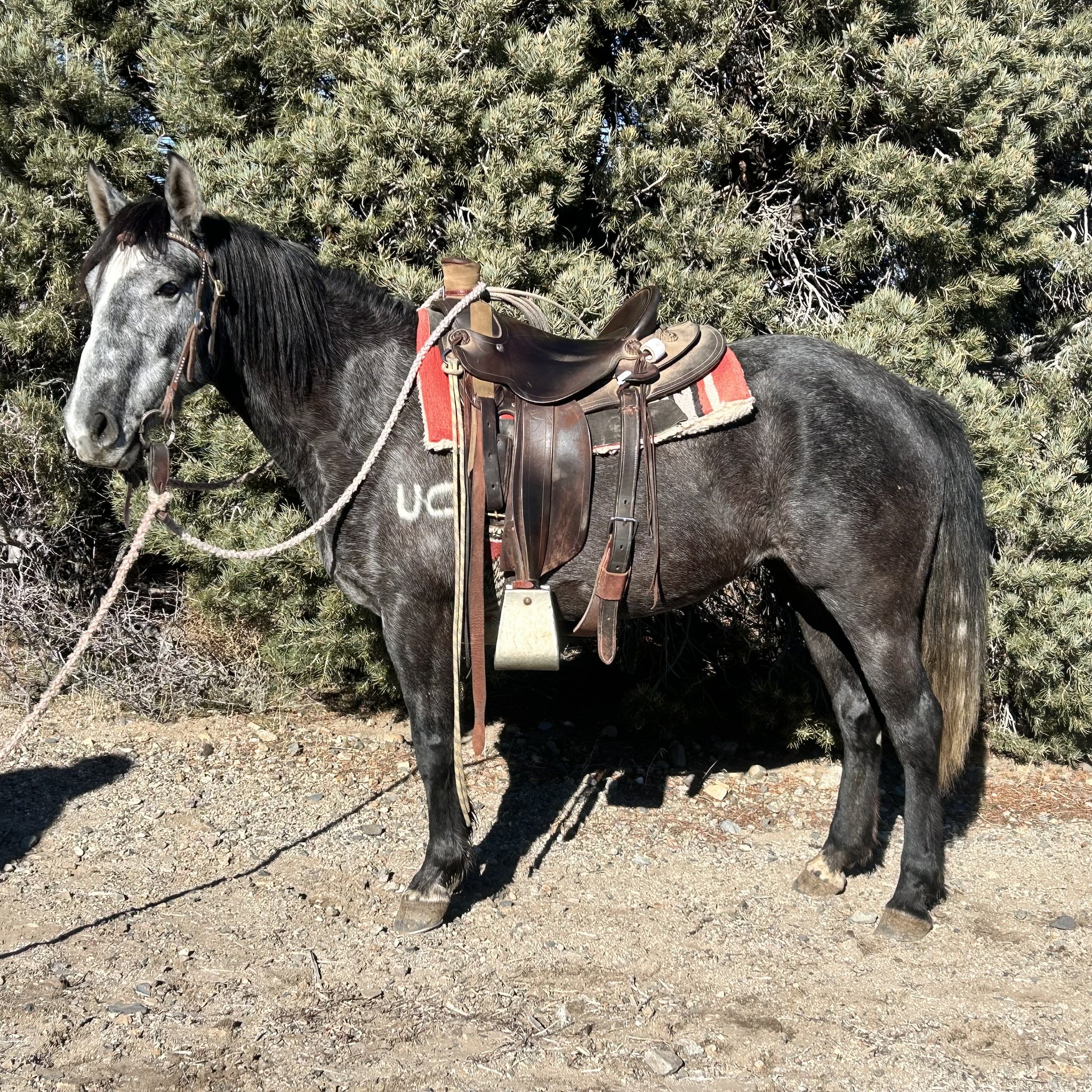 Winnemucca - Introducing: Willow Consigned by: Sim Quintero ...