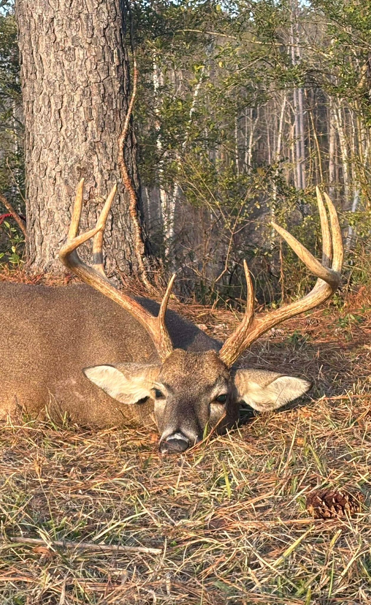 Buckmasters - Congrats to Michael Inman on this STUD he... | Facebook
