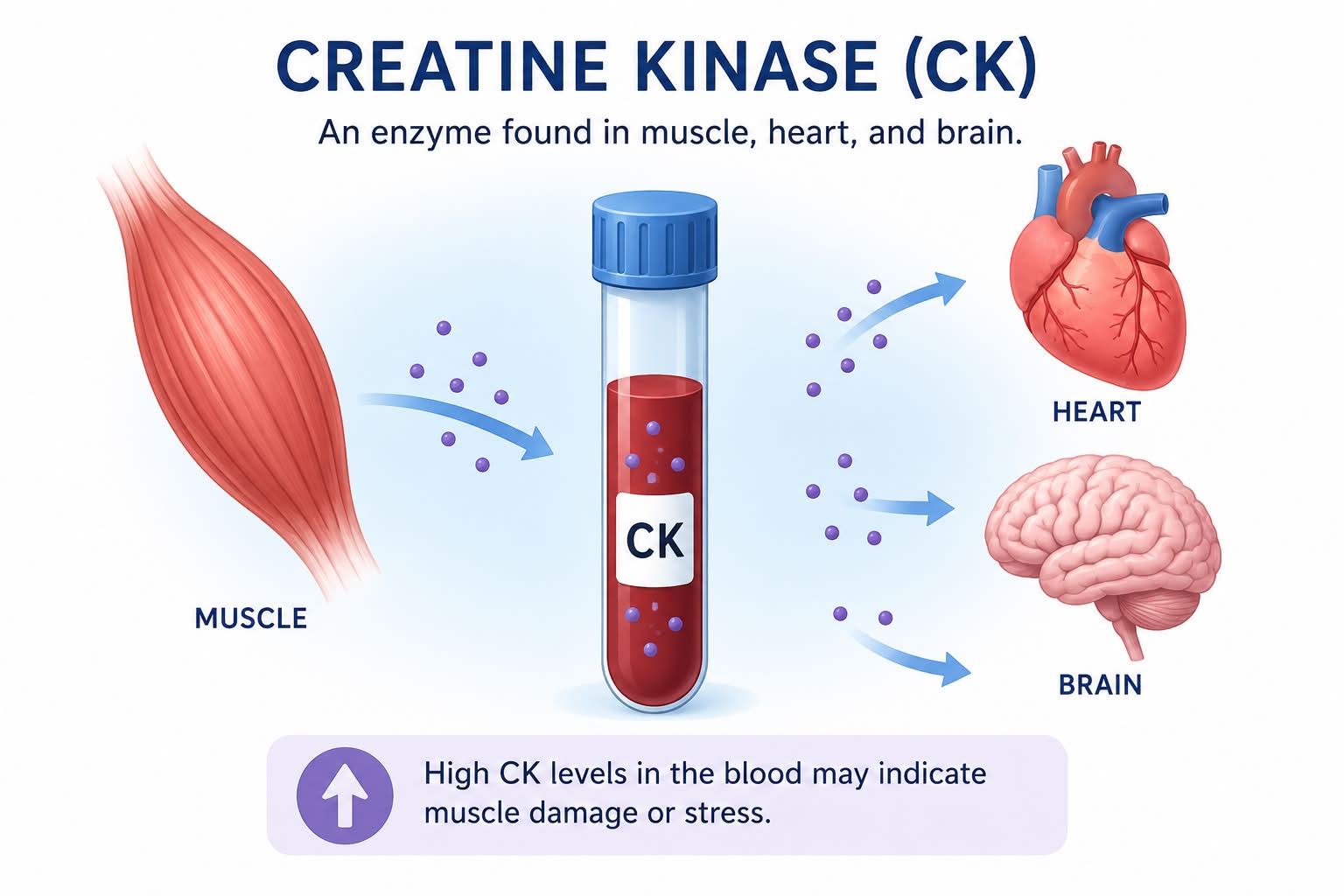 What are CK levels and why are they important?