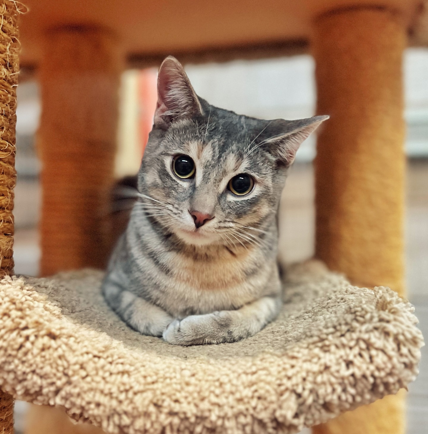 Peace - Meet Ruffles 💛 Just like the chip she’s named after, Ruffles is ...