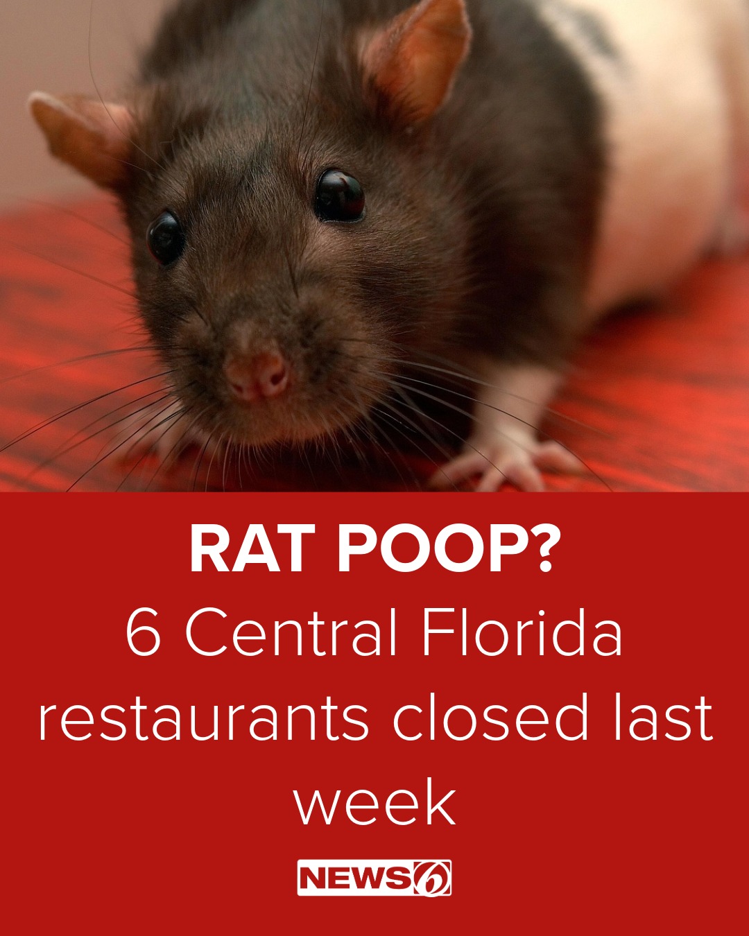 Last week, half a dozen... - News 6 WKMG / ClickOrlando | Facebook