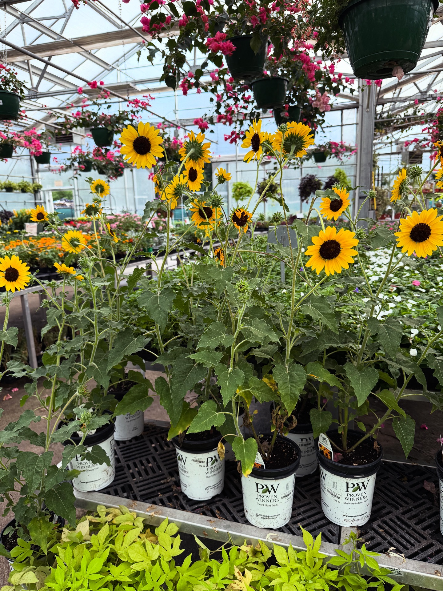 Louisiana Nursery Home & Garden Showplace