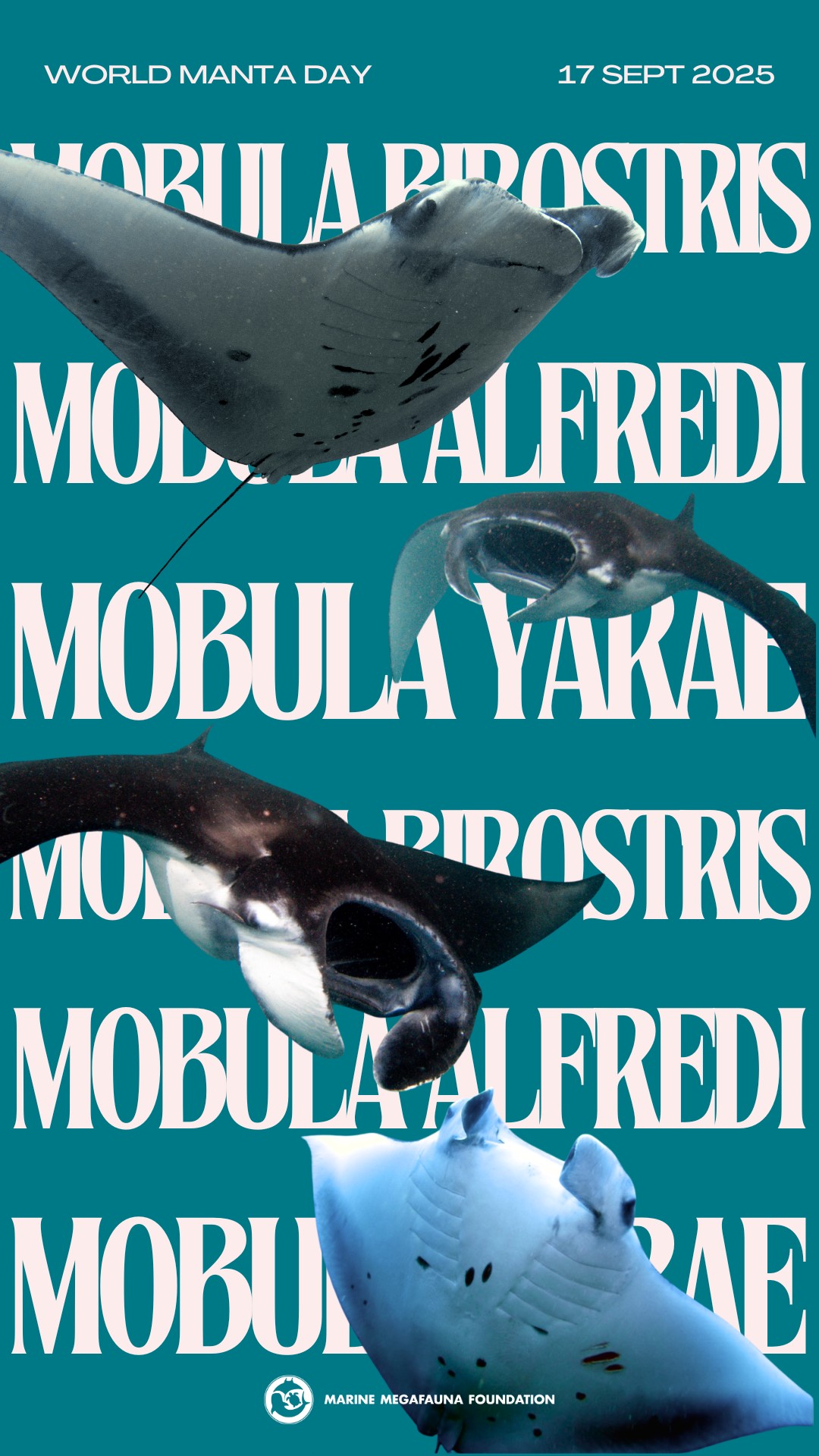 Marine Megafauna Foundation... - Marine Megafauna Foundation