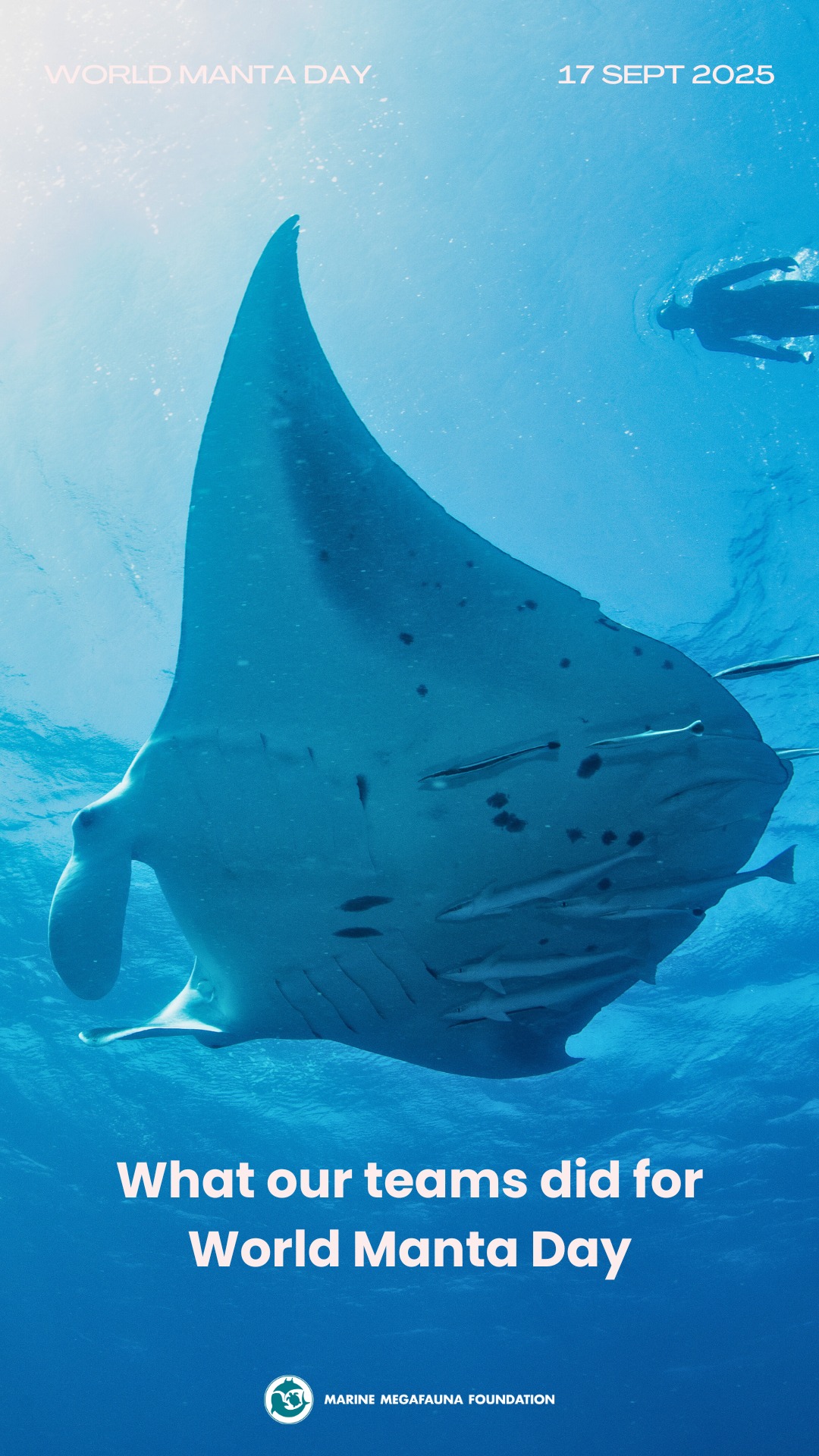 Marine Megafauna Foundation... - Marine Megafauna Foundation