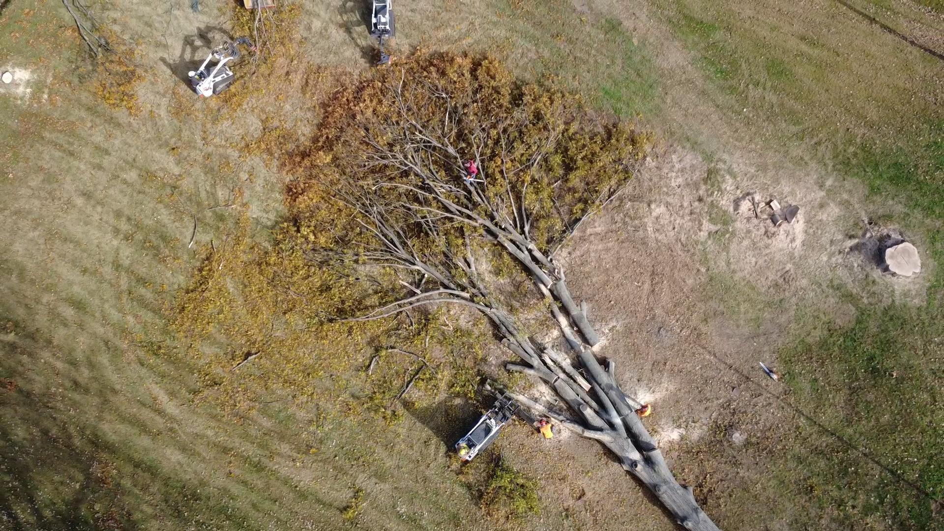 BT Lawn & Tree Service | Evansville IN
