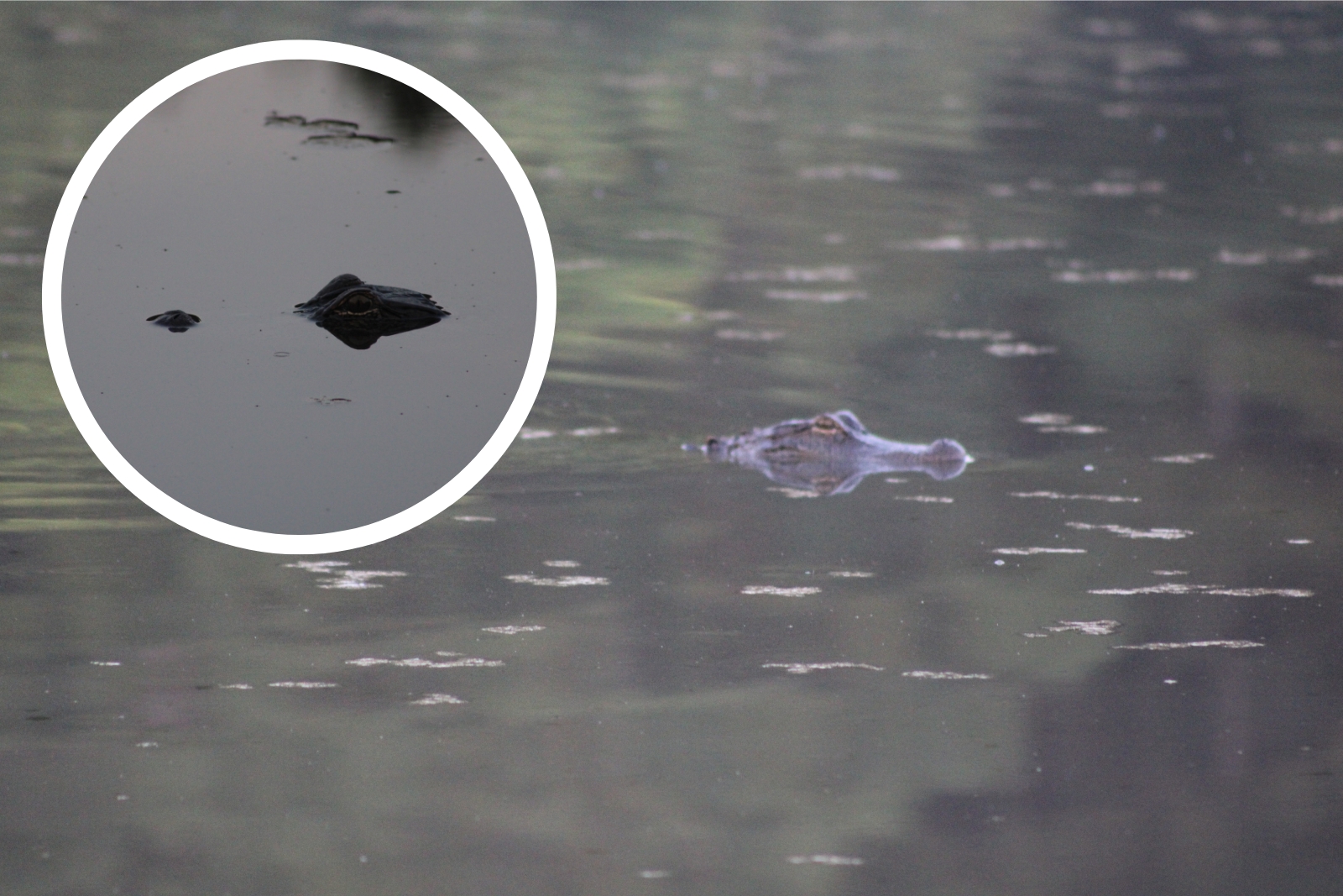 KICKS - So, our morning show host, Danny Merrell, has a new resident in ...