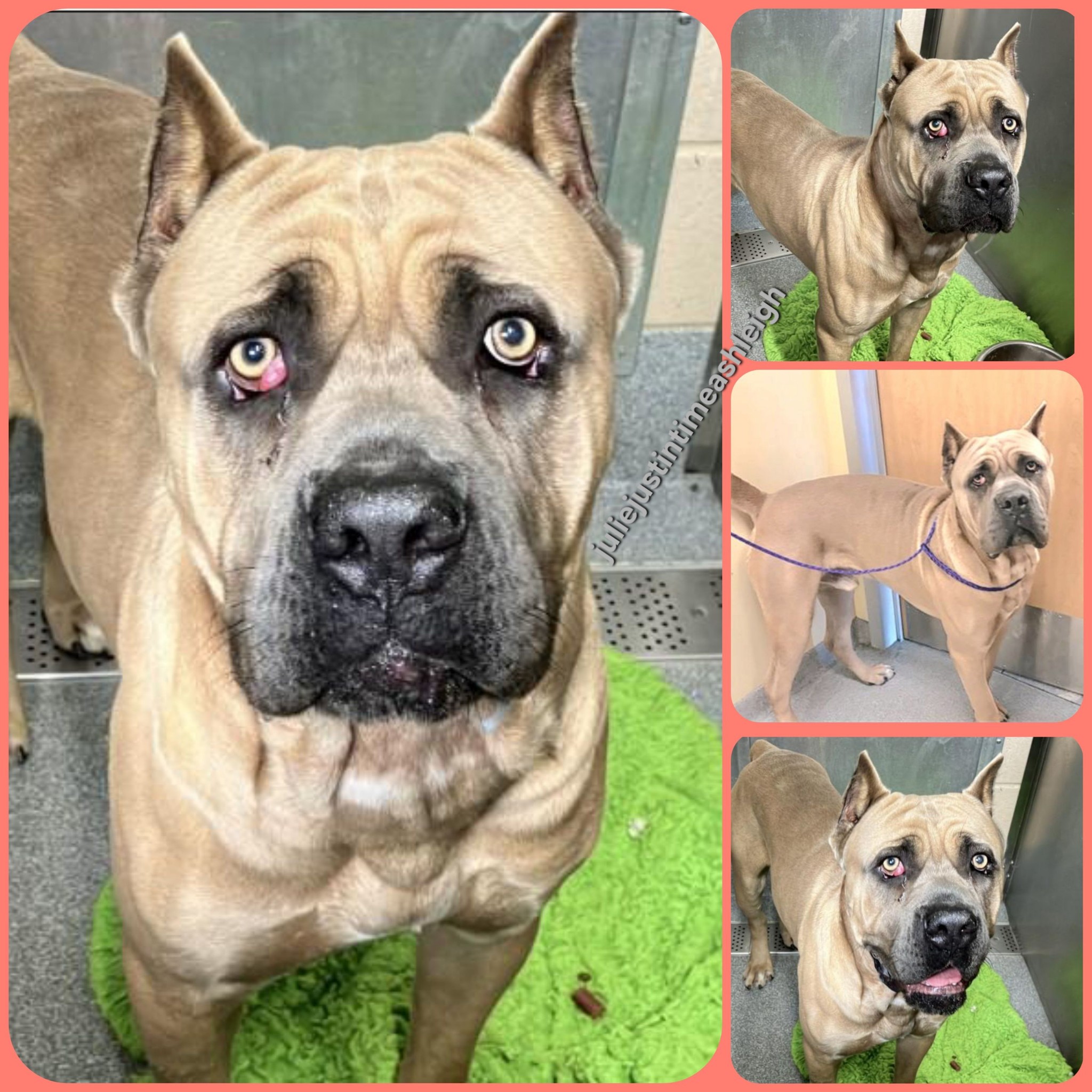 Large Breed Rescue & Adoption Network | ORANGE COUNTY, CA ~ HAIL MARY ...