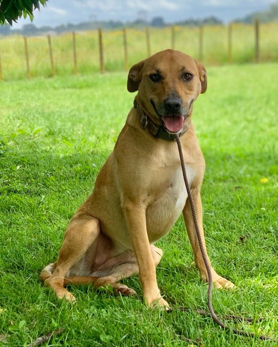 Waipa - Missy is a 2 year old lab x. Chaos and Missy are quiet, clean ...