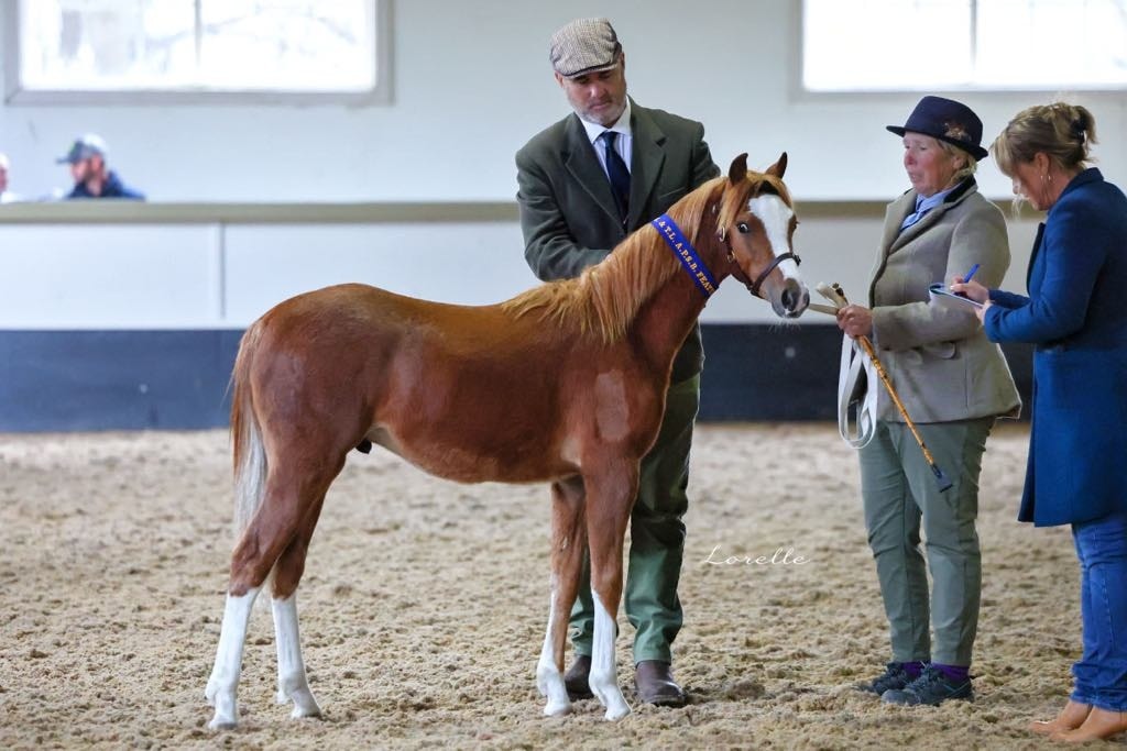 Rae park... - Rae park welsh ponies and pony breaking in | Facebook