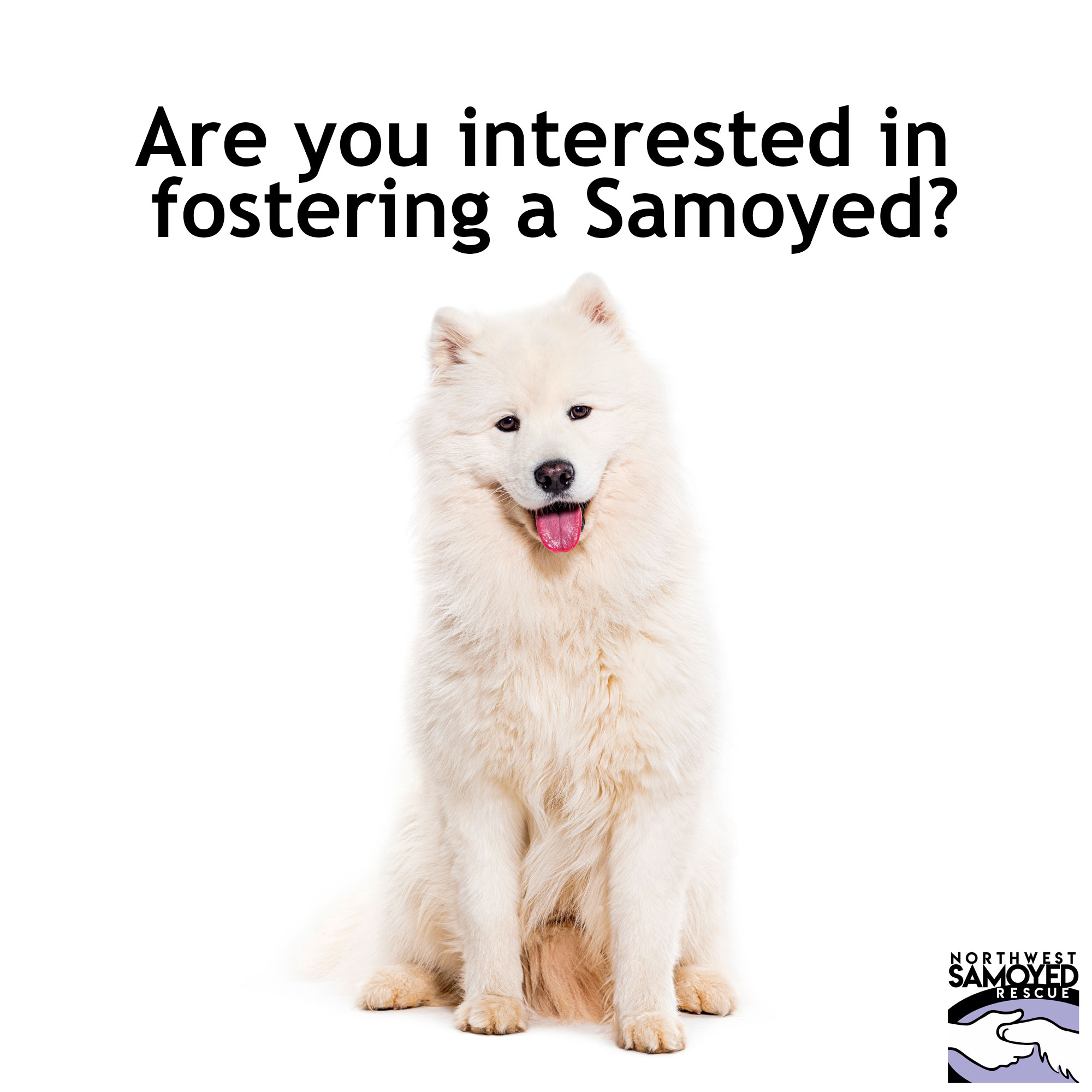 Northwest Samoyed Rescue