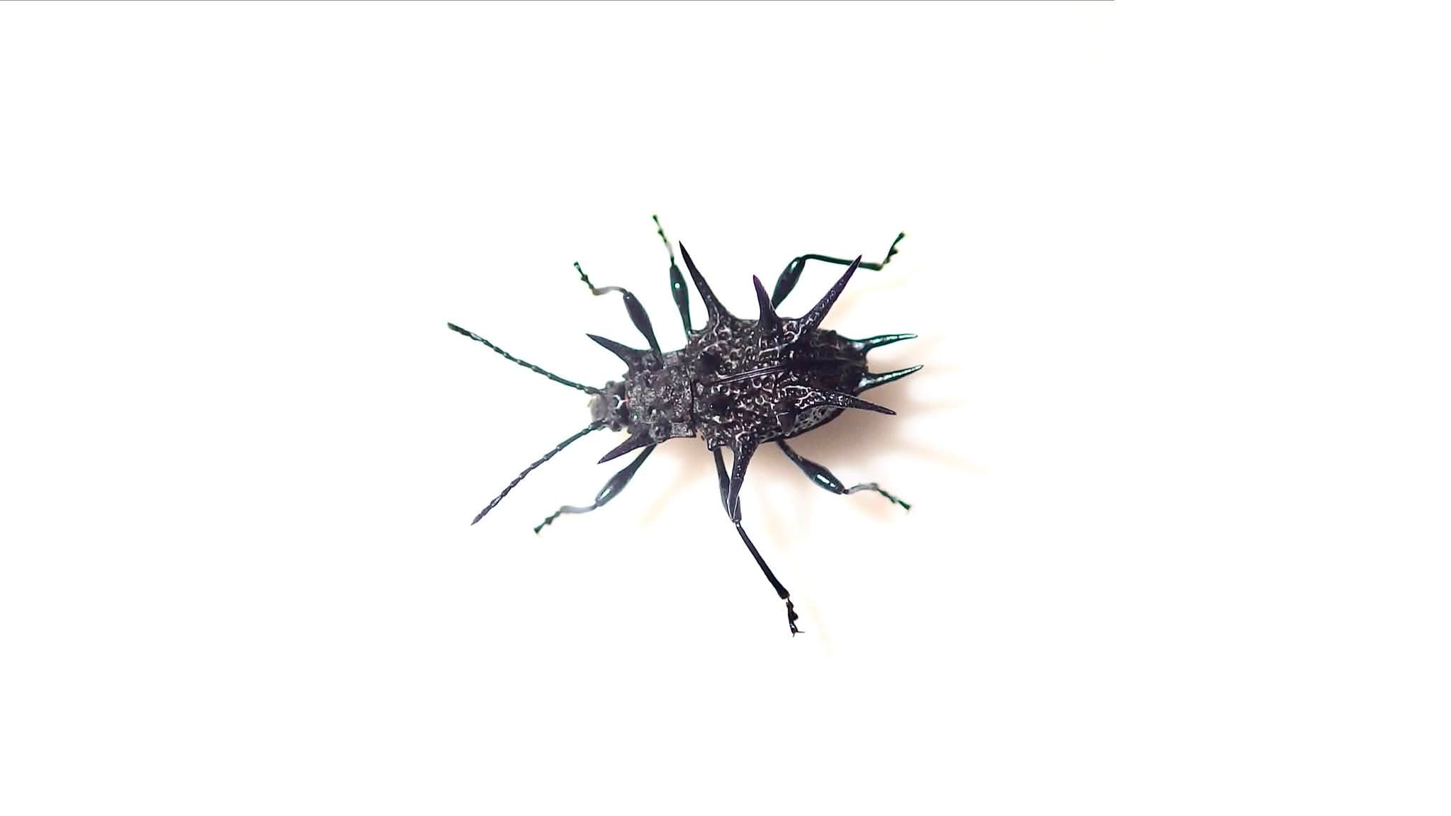 南米産コガネムシの中でもトップクラスの美麗種✨ Pelidnota