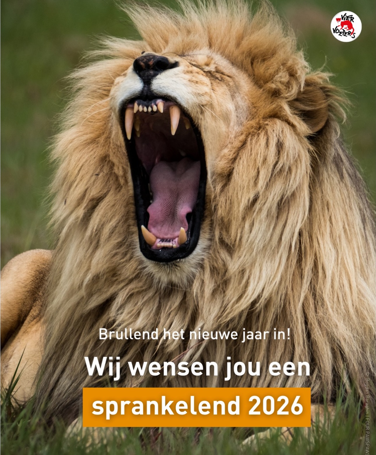 VIER VOETERS - VIER VOETERS added a new photo.