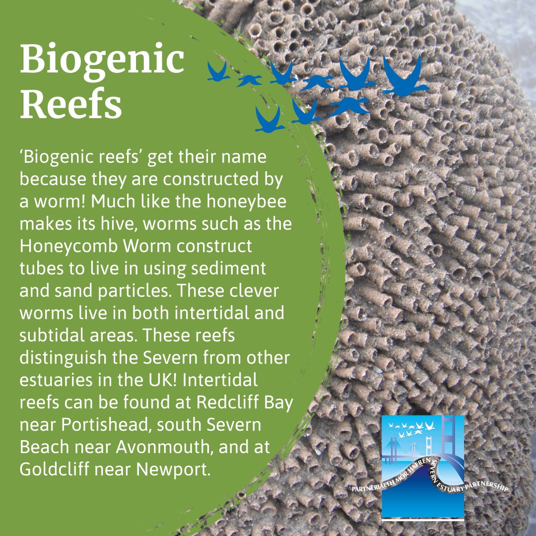 Severn - 🌊 Next up in our Severn Habitats Series: Biogenic Reefs! Built ...