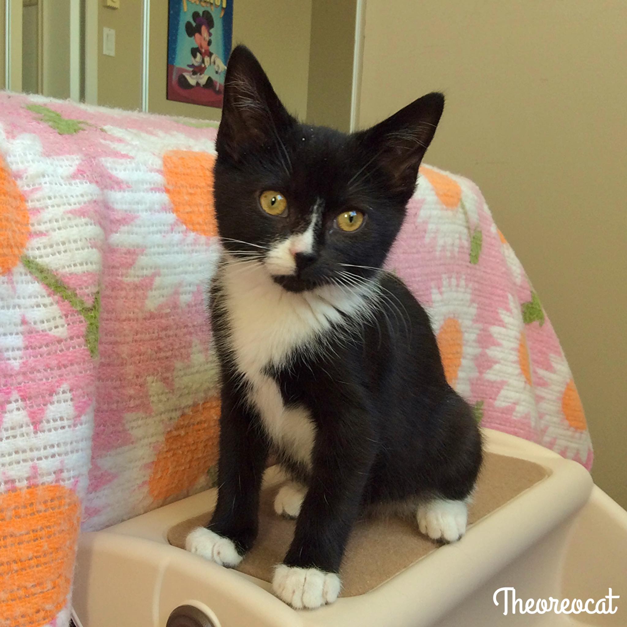 The Oreo - Tiny Tuxedo 🖤🤍 (baby Onyx) | Facebook