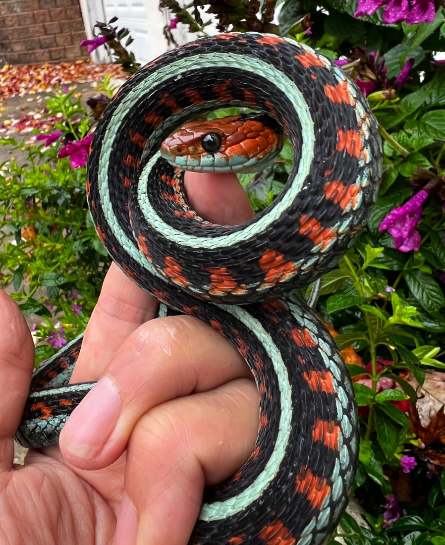 The Reptile - Showing off the gorgeous features of a green tree python ...