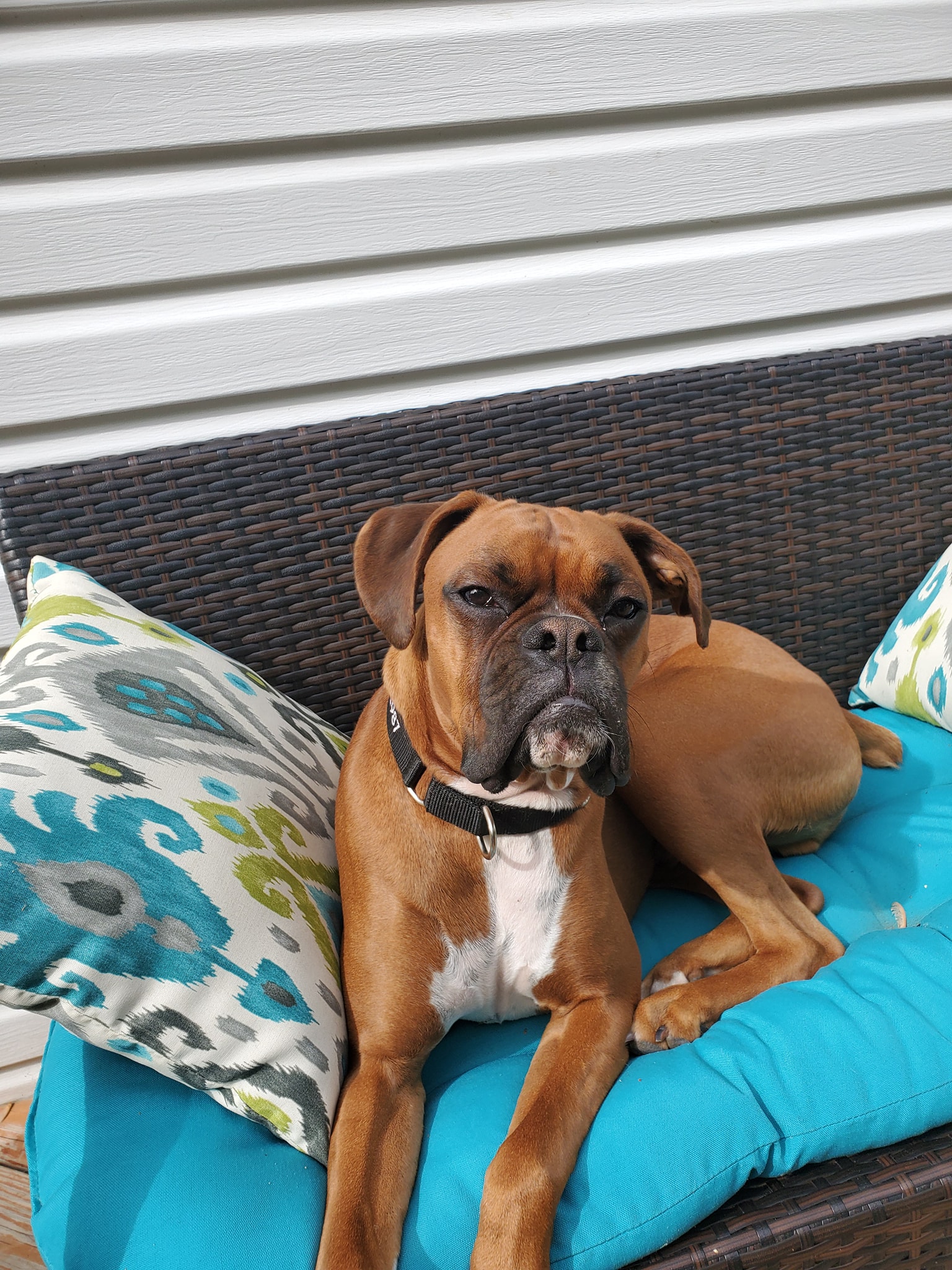 Blue Ridge Boxer Rescue Virtual Run