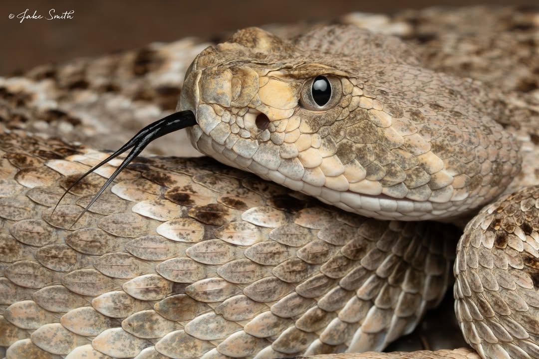 The Reptile - Showing off the gorgeous features of a green tree python ...