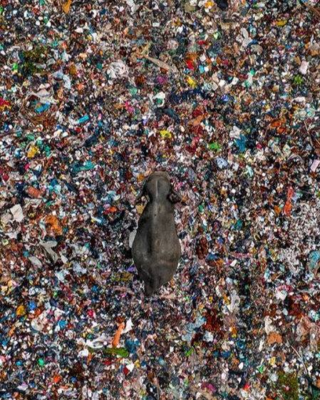 Hashem - 2025 Wildlife Photographer of the Year competition — A ...