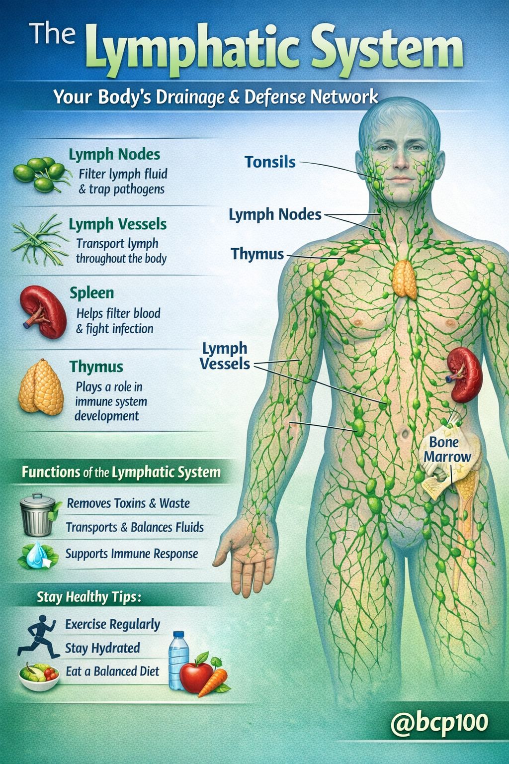 Biology - What's in the Lymphatic System? Organs and tissues that are ...