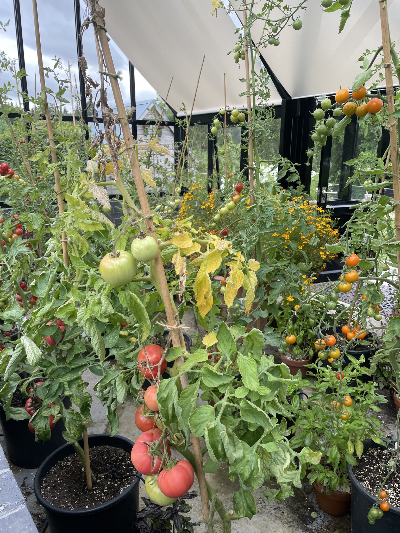 GrowVeg - Differences between Determinate and Indeterminate Tomatoes. 🍅 ...